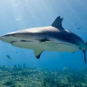 OceanWorld 3D - galeria zdjęć - filmweb