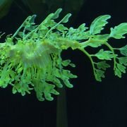 OceanWorld 3D - galeria zdjęć - filmweb