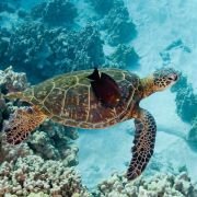 OceanWorld 3D - galeria zdjęć - filmweb