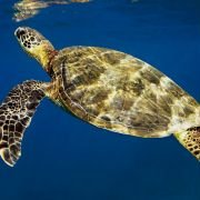 OceanWorld 3D - galeria zdjęć - filmweb