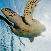 OceanWorld 3D - galeria zdjęć - filmweb
