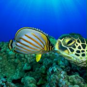 OceanWorld 3D - galeria zdjęć - filmweb
