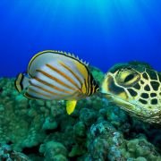 OceanWorld 3D - galeria zdjęć - filmweb