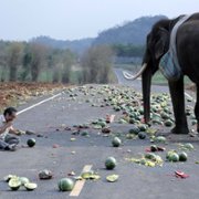 Pop Aye - galeria zdjęć - filmweb