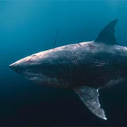 Ludojad - galeria zdjęć - filmweb