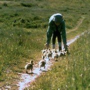 Droga do domu - galeria zdjęć - filmweb