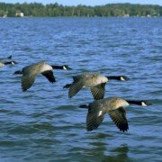 Fly Away Home - galeria zdjęć - filmweb