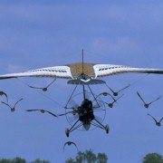 Fly Away Home - galeria zdjęć - filmweb