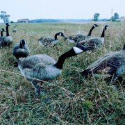 Fly Away Home - galeria zdjęć - filmweb