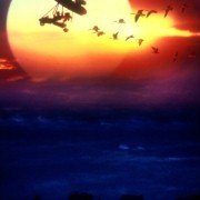 Fly Away Home - galeria zdjęć - filmweb