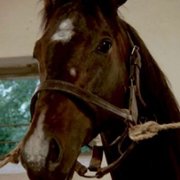 Karino - galeria zdjęć - filmweb