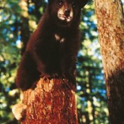 Forest Warrior - galeria zdjęć - filmweb