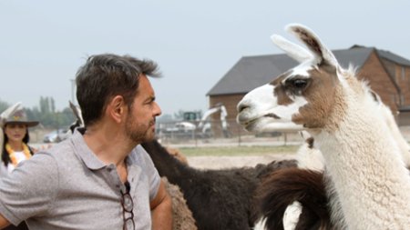 Sezon 2 Odcinek 3 ¡Llamas, llamas, llamas!