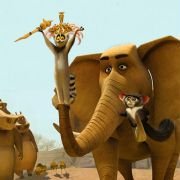 Madagaskar 2 - galeria zdjęć - filmweb