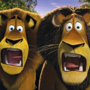 Ben Stiller w Madagaskar 2