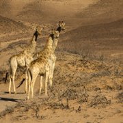 Giraffe: African Giant - galeria zdjęć - filmweb