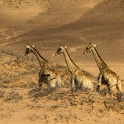 Giraffe: African Giant - galeria zdjęć - filmweb