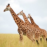 Żyrafa: afrykański olbrzym - galeria zdjęć - filmweb