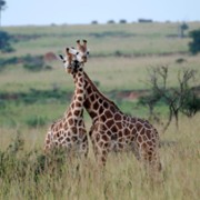 Giraffe: African Giant - galeria zdjęć - filmweb