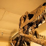 Dino Death Match - galeria zdjęć - filmweb