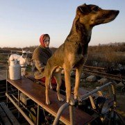 Podróż ze zwierzętami domowymi - galeria zdjęć - filmweb