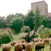 As Mil e Uma Noites: Volume 2, O Desolado - galeria zdjęć - filmweb