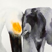 Suka - galeria zdjęć - filmweb