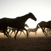 Australia - galeria zdjęć - filmweb