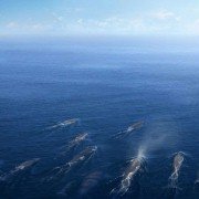 Kon-Tiki - galeria zdjęć - filmweb