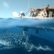 Wyprawa Kon-Tiki - galeria zdjęć - filmweb