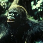 Greystoke: The Legend of Tarzan, Lord of the Apes - galeria zdjęć - filmweb