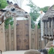 Zookeeper - galeria zdjęć - filmweb