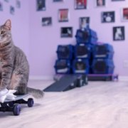 Cat People - galeria zdjęć - filmweb