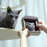 Cat People - galeria zdjęć - filmweb