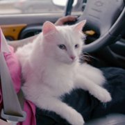 Cat People - galeria zdjęć - filmweb
