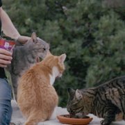 Cat People - galeria zdjęć - filmweb