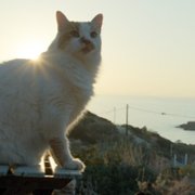 Cat People - galeria zdjęć - filmweb