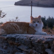 Cat People - galeria zdjęć - filmweb