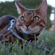 Cat People - galeria zdjęć - filmweb