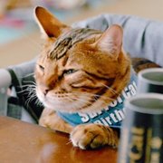 Cat People - galeria zdjęć - filmweb