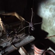 Kastanjemanden - galeria zdjęć - filmweb