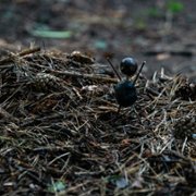 Kastanjemanden - galeria zdjęć - filmweb
