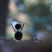 Kastanjemanden - galeria zdjęć - filmweb