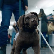 Chien et chat - galeria zdjęć - filmweb