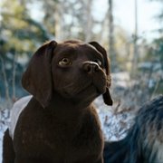 Chien et chat - galeria zdjęć - filmweb