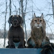 Chien et chat - galeria zdjęć - filmweb