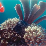 Finding Nemo - galeria zdjęć - filmweb