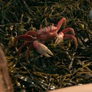 The Little Mermaid - galeria zdjęć - filmweb