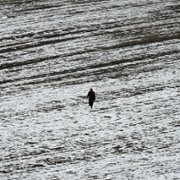 Honeyland - galeria zdjęć - filmweb