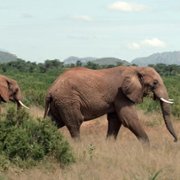 Animal - galeria zdjęć - filmweb